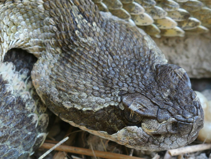 Northern Pacific Rattlesnake